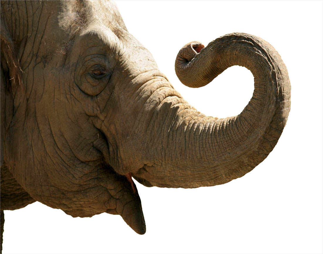 Слон с хоботом в профиль