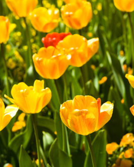 FLAX135 – Yellow Tulips